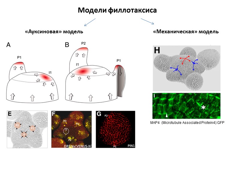 Модели филлотаксиса «Ауксиновая» модель          